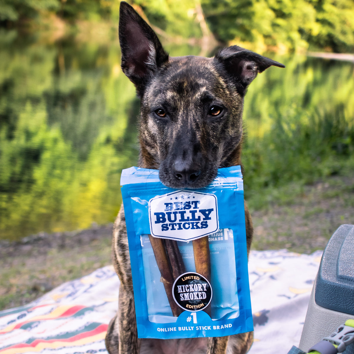 A dog sitting on a blanket with a bag of Best Bully Sticks&#39; 6-Inch Thick Hickory Smoked Bully Stick 6 Pack.